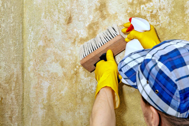 Professional Mold Inspection, Removal & Remediation in Hopewell, NJ